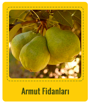 Armut Çeşitleri