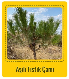 Aşılı Fıstık Çamı