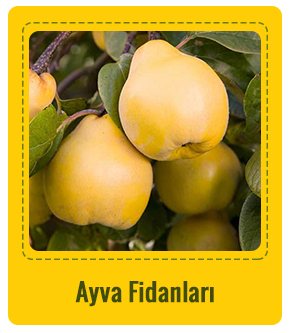 Ayva Çeşitleri