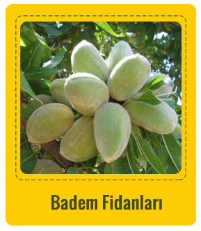 Badem Çeşitleri