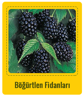 Böğürtlen Çeşitleri