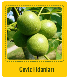 Ceviz Çeşitleri