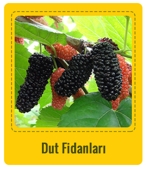 Dut Çeşitleri