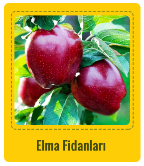 Elma Çeşitleri