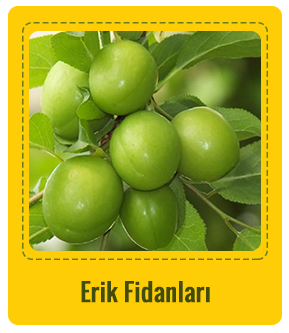 Erik Çeşitleri