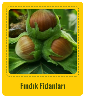 Fındık Çeşitleri