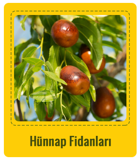 Hünnap Çeşitleri