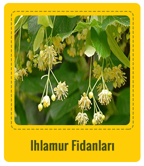 Ihlamur Çeşitleri