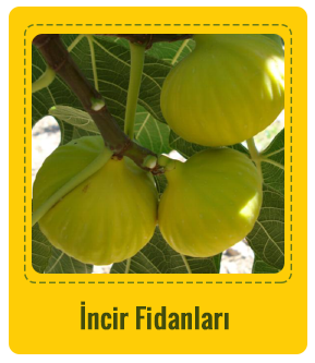 İncir Çeşitleri