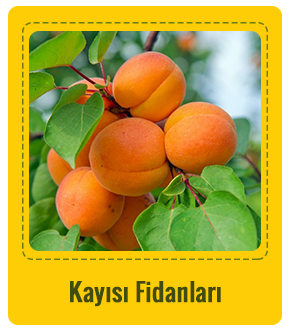 Kayısı Çeşitleri