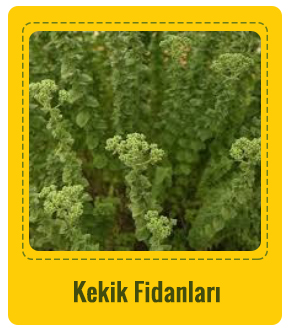 Kekik Çeşitleri