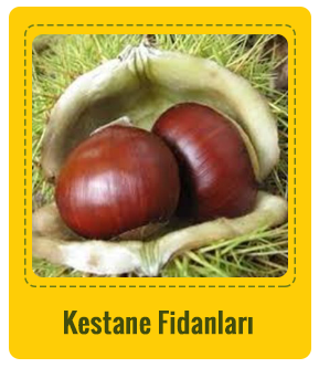 Kestane Çeşitleri