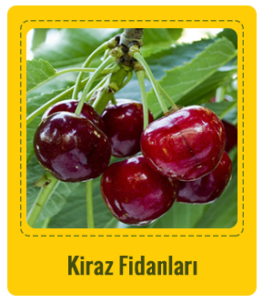 Kiraz Çeşitleri
