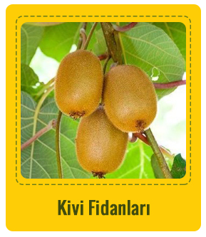 Kivi Çeşitleri