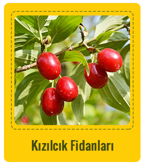 Kızılcık Çeşitleri
