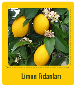 Limon Çeşitleri