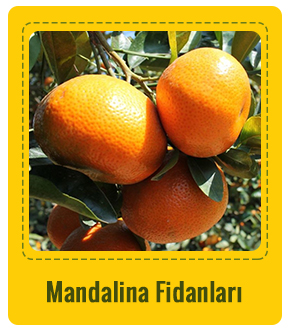 Mandalina Çeşitleri