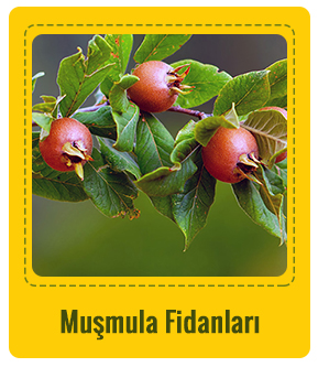 Muşmula Çeşitleri