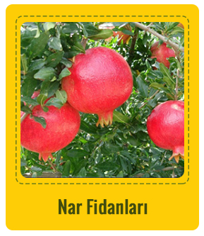Nar Çeşitleri