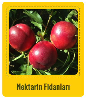 Nektarin Çeşitleri