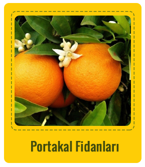 Portakal Çeşitleri