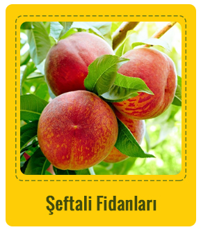 Şeftali Çeşitleri