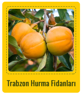Trabzon Hurma