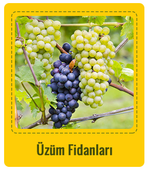 Üzüm Çeşitleri