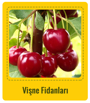 Vişne Çeşitleri