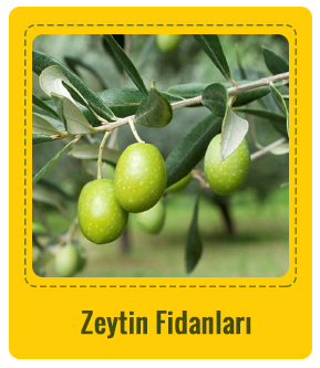 Zeytin Çeşitleri 