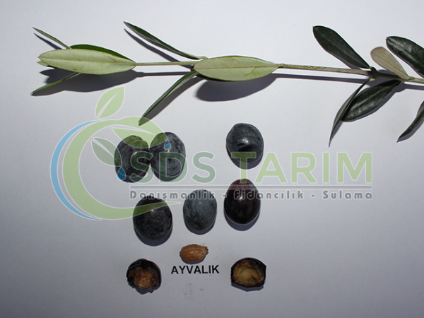 Ayvalık Deliceye Aşılı