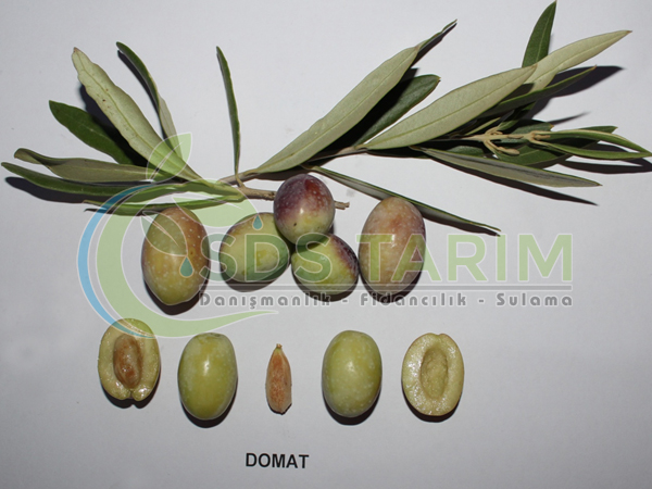 Domat Zeytini Deliceye Aşılı