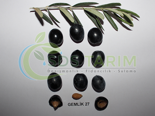 Gemlik-27 