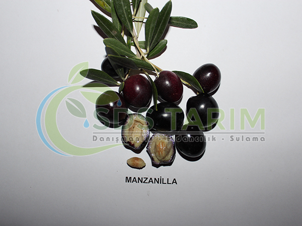 Manzanilla Deliceye Aşılı